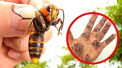 9 Most Harmful Insects To Humans YouTube