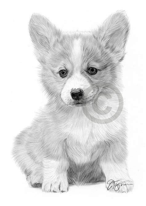 Huge collection, amazing choice, 100+ million high quality, affordable rf and rm images. CARDIGAN CORGI PUPPY pencil drawing art print A3 / A4 sizes signed by artist | eBay