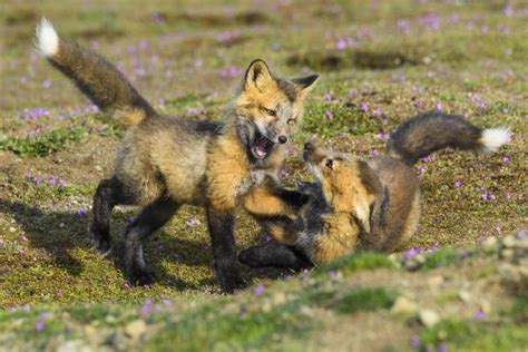Usa Washington State Red Fox Kits Photographic Print Yuri