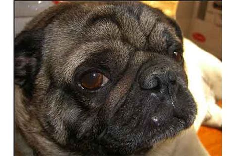 Why Do Pugs Get Pimples