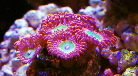 The Top 5 Most Colorful Corals For A Saltwater Tank