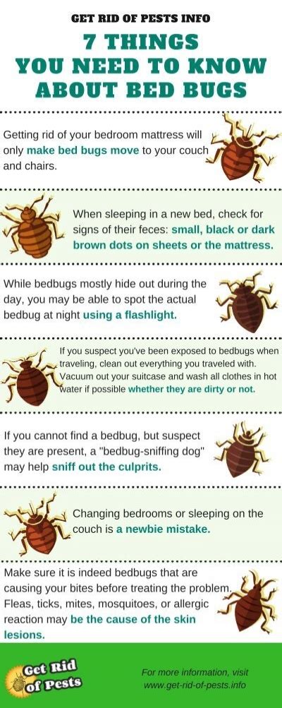 How To Check For Bed Bugs After Traveling Hanaposy