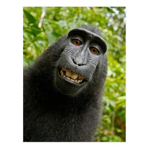 Funny Crested Monkey Smiling Selfie Postcard In 2020