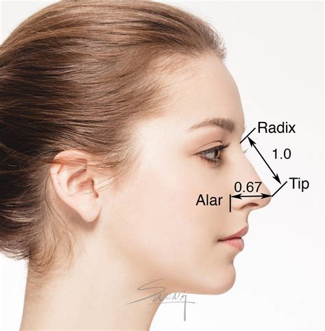 Facial Proportion Length Of Nose Rhinoplasty Rhinoplasty Nose