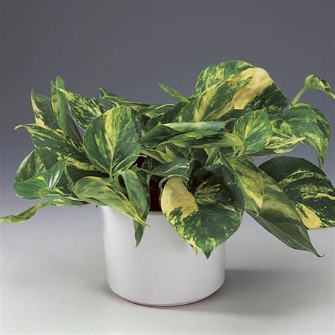 Golden Pothos Devil S Ivy Epipremnum Aureum My Garden Life