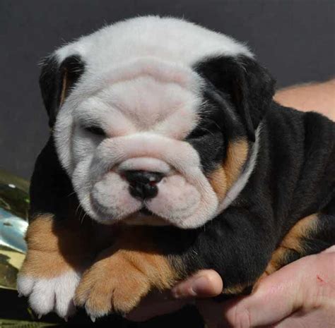 English bulldogs are beautiful dogs. SHRINKABULLS BLACK TRI MALE ENGLISH BULLDOG PUPPY ...