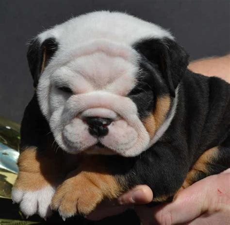 English bulldogs are beautiful dogs. SHRINKABULLS BLACK TRI MALE ENGLISH BULLDOG PUPPY ...