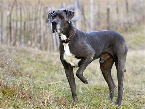 Great Dane Info And Breed Standard ⋆ Puppy Demand