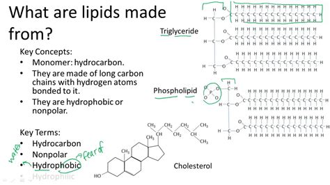 Lipids Structure And Function Youtube