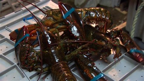 Nova Scotia Lobster Industry Facing Challenging Season Cbc News