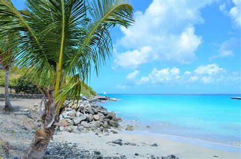 Free Images Coast Tree Sand Ocean Sky Sun Shore