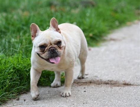 French Bulldog Stock Photo Image Of Puppy Canine Sidewalk 45829264