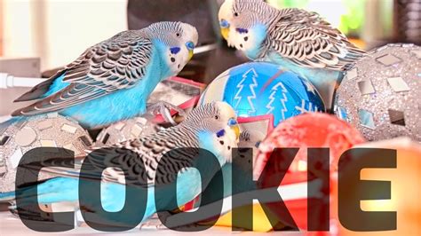 Cookie Sounds Budgie Chirping To Mirror Youtube