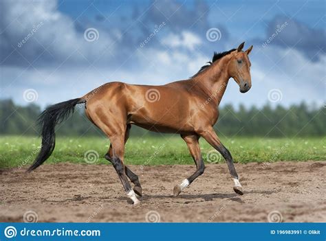 Golden Bay Akhal Teke Horse Runs Free In Summer Field Stock Image