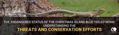 The Endangered Status Of The Christmas Island Blue Tailed Skink