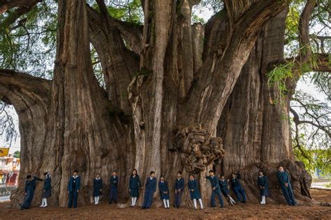 Montezuma Cypress El Árbol Del Tule The Widest Tree In The World