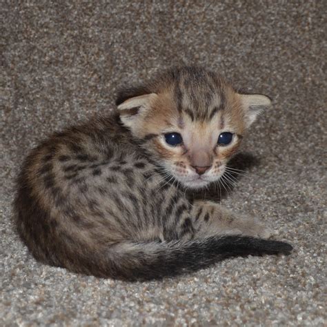 We have both parents on site. F5 Savannah Kittens Available Savannah Kittens for Sale ...