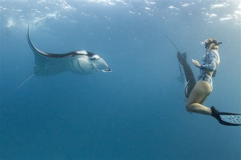 Swimming In Manta Rays In Maldives Indulge Maldives