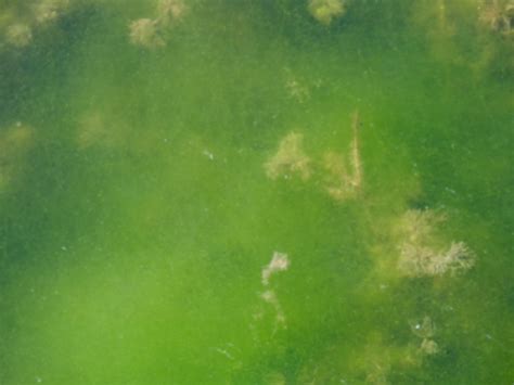 Algae Blooms Thompson Earth Systems Institute