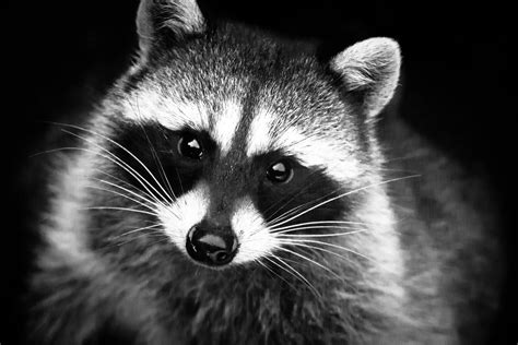 Free Photo Black And White Portrait Of Cute Raccoon