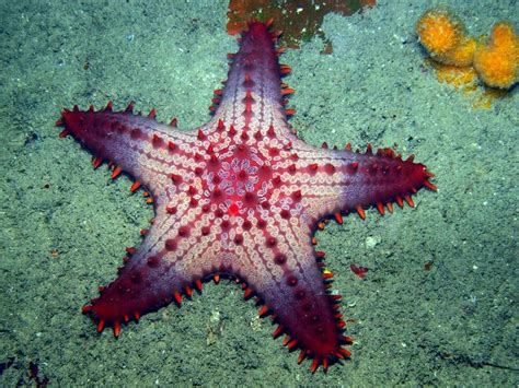 A Red And White Starfish Laying On The Ocean Floor