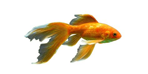 Goldfish Png Transparent Image Download Size 900x453px