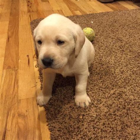 Beautiful akc yellow lab pups. YELLOW LABRADOR PUPPIES AKC for Sale in Liberal, Oregon ...