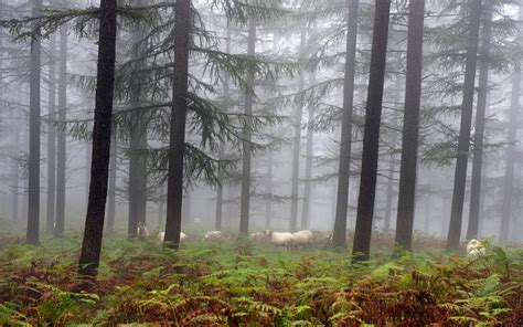 Landscape Forest Sheep Pine Trees Wallpapers Hd