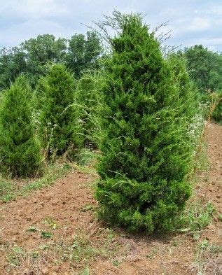 Pin On Juniperus Virginiana Ienupar De Virginia