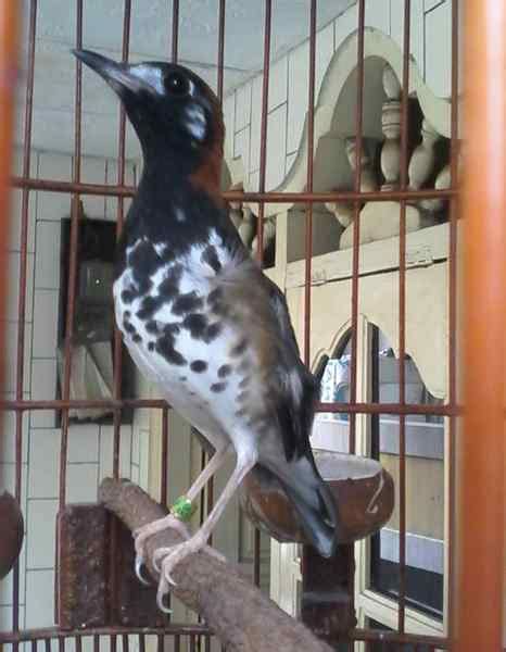 Nightingale bird from indonesia mp3 duration 5:06 size. Decu Kembang Trotol Jantan / Tips Mengetahui Perbedaan Fisik Burung Decu Kembang Jantan Dan ...