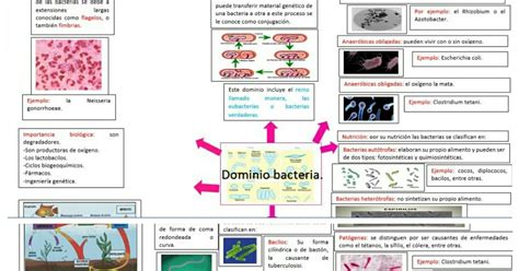 Tareas Biología Mapa Mental 9 Dominio Bacteria