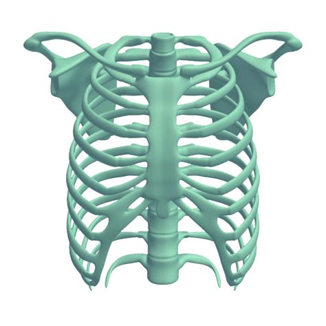 Free Rib Cage Png Transparent Images Download Free Rib Cage Png