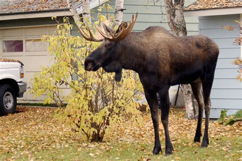 Moose And Mice Be Gone Alaska Public Media