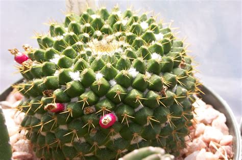 Oregon Cactus Blog Mammillaria Marksiana