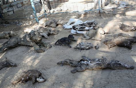 Animals Evacuated From Gaza Zoo Dubbed Worst In The World