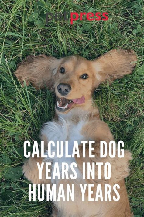 The Best Way To Calculate Dog Years Into Human Years Petpress