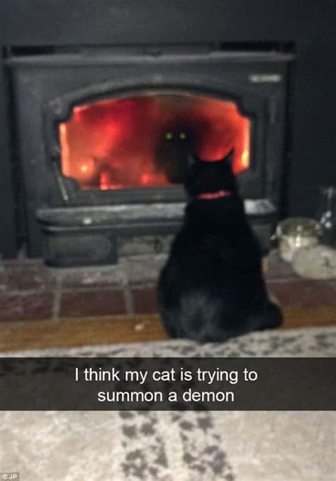 17 Hilarious Snapchats That All Cat Owners Can Relate To This Way Come