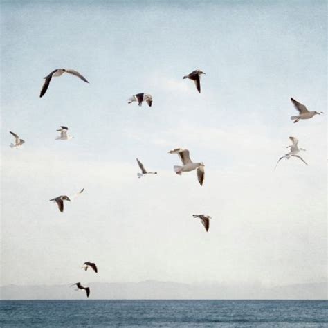 Sea Sky And Seagulls Art Print By Pure Nature Photos Society6