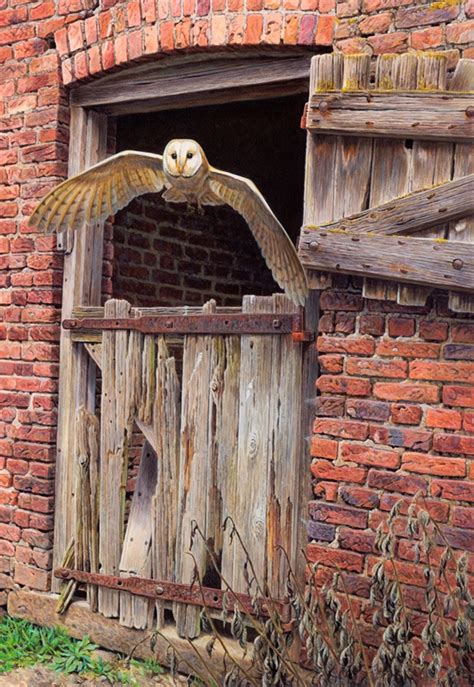 Wybierz z szerokiej gamy podobnych scen. Barn owl flying out of dilapidated stable building Stock ...