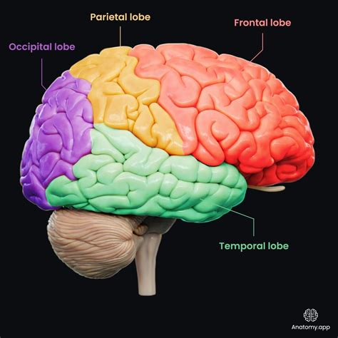 Lobes Of The Brain