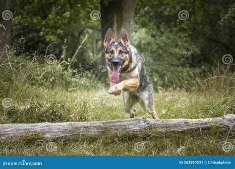 German Shepherd Dog Leaping Over A Fallen Tree Log Stock Image Image