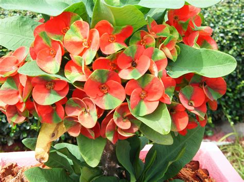 Large Size Crown Of Thorns Red Millionaire Euphorbia Milii Corona D