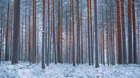 Download Wallpaper 1600x900 Forest Trees Winter Snow Minimalism