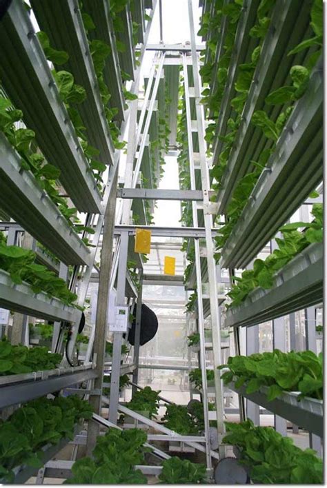 Vertical Farming Singapores Solution To Feed The Local Urban Population