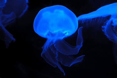Deep Sea Glowing Jellyfish
