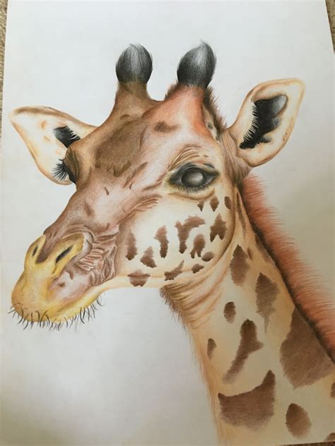 Giraffe Realistic Drawing Realistic Drawings Giraffe Drawing