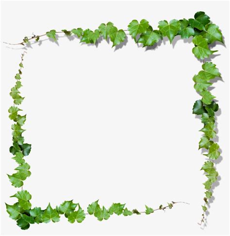 Download Vine Leaves Border Frame Nature Ftestickers Ivy Frame