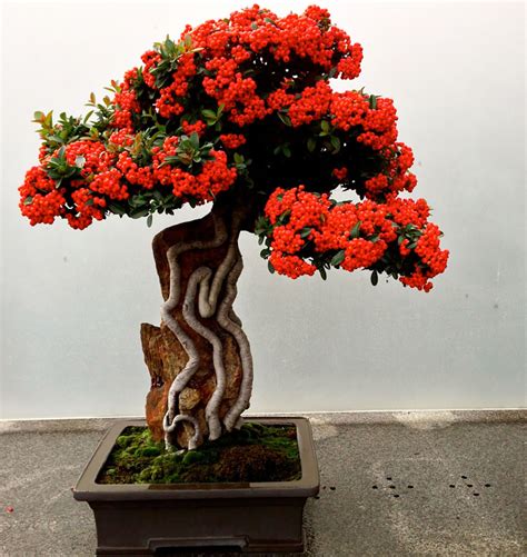 The Most Beautiful And Unique Bonsai Trees In The World Padenerzeitgeist