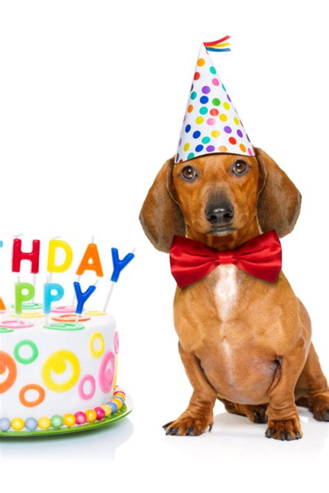 Couple Of Two Dachshund Or Sausage Dogs Hungry For A Happy Birthday
