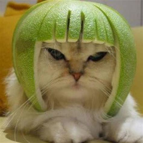 Watermelon Helmet For Cali Cat By Alex Ronda Download Free Stl Model